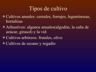 Tipos de cultivo Cultivos anuales: cereales, forrajes, leguminosas, hortalizas Arbustivos: algunos anuales(algodón, la caña de azúcar, girasol) y la vid Cultivos arbóreos: frutales, olivo Cultivos de secano y regadío 