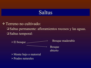 Saltus Terreno no cultivado: Saltus permanente: afloramientos rocosos y las aguas. Saltus temporal:  El bosque Monte bajo o matorral Prados naturales Bosque abierto Bosque maderable 