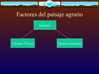 Factores del paisaje agrario Factores Factores Físicos Factores humanos 