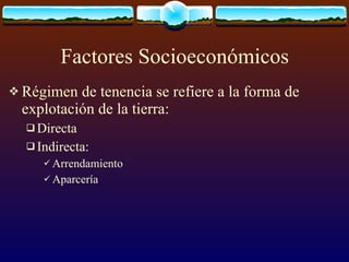 Factores Socioeconómicos Régimen de tenencia se refiere a la forma de explotación de la tierra: Directa Indirecta: Arrendamiento Aparcería 