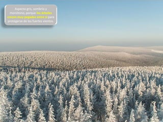 Aspecto gris, sombrío y
monótono, porque los árboles
crecen muy pegados entre sí para
protegerse de los fuertes vientos.
 