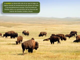 La pradera se desarrolla más al sur que la taiga, en
lugares donde las temperaturas de verano son altas
y las precipitaciones escasas. Está formada por
hierbas altas y es característica de las llanuras del
interior de Estados Unidos y Rusia.
 