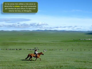En las zonas más cálidas y más secas se
desarrolla la estepa, que está compuesta
por hierbas de poca altura. Es típica del
interior de Asia, en Mongolia.
 