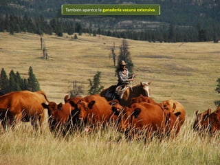 También aparece la ganadería vacuna extensiva.
 