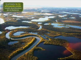 En primavera, los ríos
sufren grandes crecidas.
Canadá: desembocadura
del río Mackenzie.
 