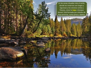 En las zonas situadas más al norte,
donde los inviernos son largos y
rigurosos y los veranos cortos y
frescos, crece la taiga o bosque
boreal. Está formado por árboles de
hoja perenne, como pinos y abetos.
 