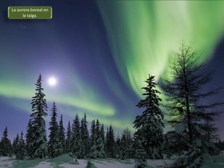 La aurora boreal en
la taiga.
 