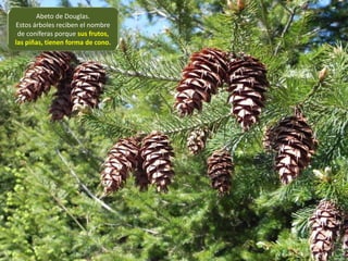 Abeto de Douglas.
Estos árboles reciben el nombre
de coníferas porque sus frutos,
las piñas, tienen forma de cono.
 