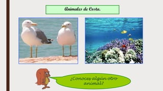 Animales de Costa.
¿Conoces algún otro
animal?
 
