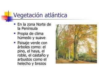 Vegetación atlántica En la zona Norte de la Península Propia de clima húmedo y suave  Paisaje verde con árboles como: el pino, el haya, el roble, el castaño y arbustos como el helecho y brezos 
