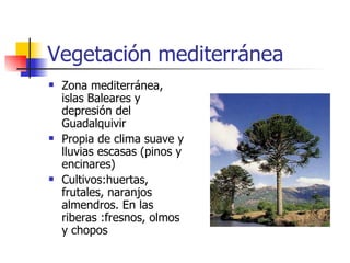 Vegetación mediterránea Zona mediterránea, islas Baleares y depresión del Guadalquivir Propia de clima suave y lluvias escasas (pinos y encinares) Cultivos:huertas, frutales, naranjos almendros. En las riberas :fresnos, olmos y chopos 