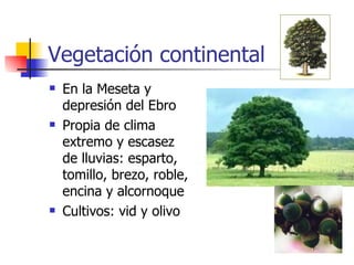 Vegetación continental En la Meseta y depresión del Ebro Propia de clima extremo y escasez de lluvias: esparto, tomillo, brezo, roble, encina y alcornoque Cultivos: vid y olivo 