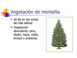 Vegetación de montaña Se da en las zonas de más altitud Vegetación abundante: pino, abeto, haya, roble, brezos y praderas 