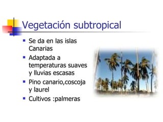 Vegetación subtropical Se da en las islas Canarias Adaptada a temperaturas suaves y lluvias escasas Pino canario,coscoja y laurel Cultivos :palmeras 