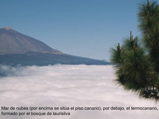 Mar de nubes (por encima se sitúa el piso canario), por debajo, el termocanario,
formado por el bosque de laurisilva

 