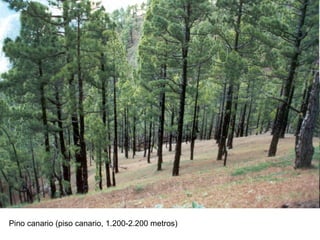 Pino canario (piso canario, 1.200-2.200 metros)

 