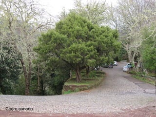 Cedro canario

 