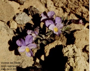 Violeta del Teide
(piso supracanario,
más de 2.200 metros)

 