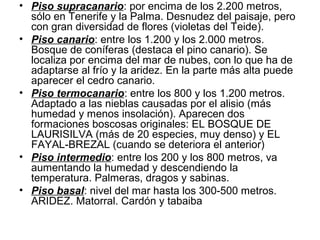 • Piso supracanario: por encima de los 2.200 metros,
sólo en Tenerife y la Palma. Desnudez del paisaje, pero
con gran diversidad de flores (violetas del Teide).
• Piso canario: entre los 1.200 y los 2.000 metros.
Bosque de coníferas (destaca el pino canario). Se
localiza por encima del mar de nubes, con lo que ha de
adaptarse al frío y la aridez. En la parte más alta puede
aparecer el cedro canario.
• Piso termocanario: entre los 800 y los 1.200 metros.
Adaptado a las nieblas causadas por el alisio (más
humedad y menos insolación). Aparecen dos
formaciones boscosas originales: EL BOSQUE DE
LAURISILVA (más de 20 especies, muy denso) y EL
FAYAL-BREZAL (cuando se deteriora el anterior)
• Piso intermedio: entre los 200 y los 800 metros, va
aumentando la humedad y descendiendo la
temperatura. Palmeras, dragos y sabinas.
• Piso basal: nivel del mar hasta los 300-500 metros.
ARIDEZ. Matorral. Cardón y tabaiba

 