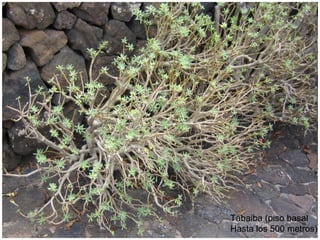 Tabaiba (piso basal
Hasta los 500 metros)

 