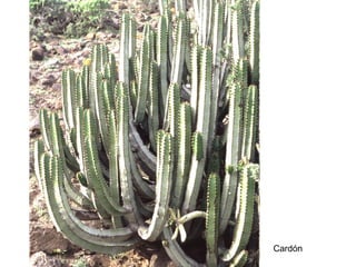 Cardón

 