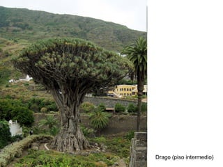 Drago (piso intermedio)

 