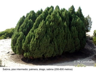 Sabina, piso intermedio: palmera, drago, sabina (200-800 metros)

 