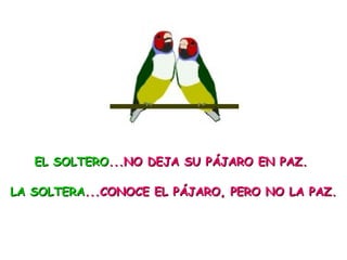 EL SOLTEROEL SOLTERO...NO DEJA SU PÁJARO EN PAZ....NO DEJA SU PÁJARO EN PAZ.
LA SOLTERALA SOLTERA...CONOCE EL PÁJARO, PERO NO LA PAZ....CONOCE EL PÁJARO, PERO NO LA PAZ.
 