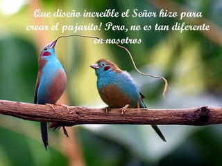 Que diseño increíble el Señor hizo para crear el pajarito! Pero, no es tan diferente en nosotros 