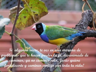 Si  algunas veces, te ves en una maraña de problemas que te hacen perder la fé, desanimado de caminar; ya no camines solo, Jesús quiere fortalecerte y caminar contigo por toda tu vida!  