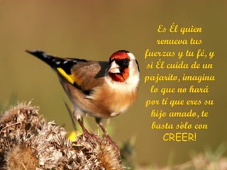 Es Él quien renueva tus fuerzas y tu fé, y si Él cuida de un pajarito, imagina lo que no hará por tí que eres su hijo amado, te basta sòlo con  CREER! 