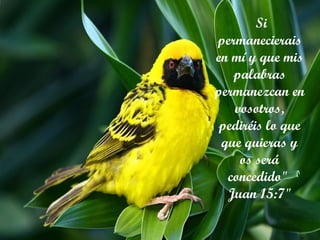 Si permanecierais en mí y que mis palabras permanezcan en vosotros, pediréis lo que que quieras y os será concedido"  Juan 15:7 " 