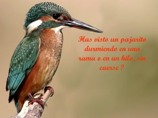 Has visto un pajarito durmiendo en una rama o en un hilo, sin caerse ?   