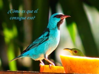 ¿Còmo es que el consigue eso? 