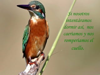 Si nosotros intentáramos dormir así,  nos caerìamos y nos romperìamos el cuello .   