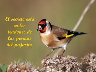 El secreto está en los tendones de las piernas del pajarito. 