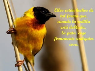 Ellos están hechos de tal forma que, cuando la rodilla está doblada,  la pata  coge firmemente cualquier cosa. 