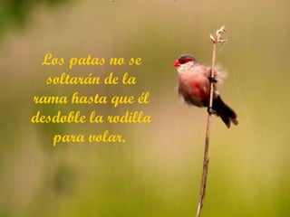 Los patas no se soltarán de la rama hasta que él desdoble la rodilla para volar.   