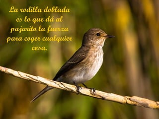 La rodilla doblada es lo que dá al pajarito la fuerza para coger cualquier cosa. 