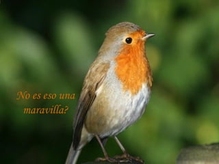 No es eso una maravilla? 