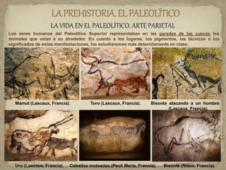 LA VIDA EN EL PALEOLÍTICO. ARTE PARIETAL
Los seres humanos del Paleolítico Superior representaban en las paredes de las cuevas los
animales que veían a su alrededor. En cuanto a los lugares, los pigmentos, las técnicas o los
significados de estas manifestaciones, los estudiaremos más detenidamente en clase.
Mamut (Lascaux, Francia). Toro (Lascaux, Francia). Bisonte atacando a un hombre
(Lascaux, Francia).
Uro (Lascaux, Francia). Caballos moteados (Pech Merle, Francia). Bisonte (Niaux, Francia).
 