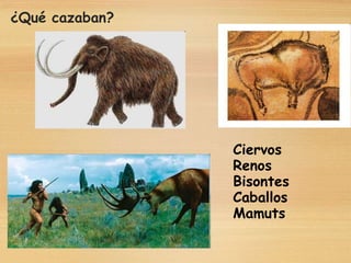 ¿Qué cazaban?
Ciervos
Renos
Bisontes
Caballos
Mamuts
 