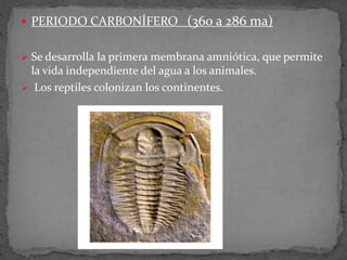  PERIODO CARBONÍFERO (360 a 286 ma)
 Se desarrolla la primera membrana amniótica, que permite
la vida independiente del agua a los animales.
 Los reptiles colonizan los continentes.
 
