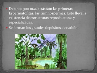  De unos 300 m.a. atrás son las primeras
Espermatofitas, las Gimnospermas. Esto lleva la
existencia de estructuras reproductoras y
especializadas.
 Se forman los grandes depósitos de carbón.
 