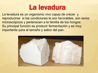 La levadura 
La levadura es un organismo vivo capaz de crecer y 
reproducirse si las condiciones le son favorables, son seres 
microscópicos y pertenecen a la familia de los hongos. 
Su principal función es producir fermentación y es muy 
importante para el tamaño y sabor del pan. 
 