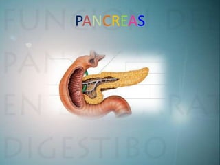 PANCREAS
 