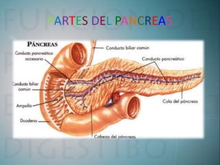 PARTES DEL PANCREAS
 