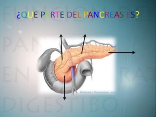 ¿QUE PARTE DEL PANCREAS ES?
 