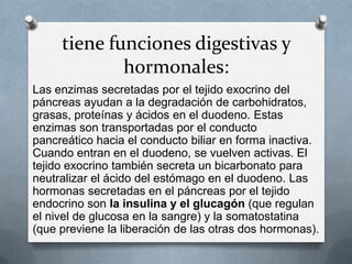 tiene funciones digestivas y
hormonales:
Las enzimas secretadas por el tejido exocrino del
páncreas ayudan a la degradación de carbohidratos,
grasas, proteínas y ácidos en el duodeno. Estas
enzimas son transportadas por el conducto
pancreático hacia el conducto biliar en forma inactiva.
Cuando entran en el duodeno, se vuelven activas. El
tejido exocrino también secreta un bicarbonato para
neutralizar el ácido del estómago en el duodeno. Las
hormonas secretadas en el páncreas por el tejido
endocrino son la insulina y el glucagón (que regulan
el nivel de glucosa en la sangre) y la somatostatina
(que previene la liberación de las otras dos hormonas).
 