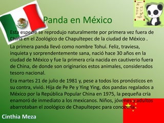 Panda en México
Esta especie se reprodujo naturalmente por primera vez fuera de
China en el Zoológico de Chapultepec de la ciudad de México .
La primera panda llevó como nombre Tohuí. Feliz, traviesa,
inquieta y sorprendentemente sana, nació hace 30 años en la
ciudad de México y fue la primera cría nacida en cautiverio fuera
de China, de donde son originarios estos animales, considerados
tesoro nacional.
Era martes 21 de julio de 1981 y, pese a todos los pronósticos en
su contra, vivió. Hija de Pe Pe y Ying Ying, dos pandas regalados a
México por la República Popular China en 1975, la pequeña cría
enamoró de inmediato a los mexicanos. Niños, jóvenes y adultos
abarrotaban el zoológico de Chapultepec para conocerla.

 